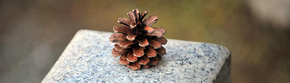 MeritBronz